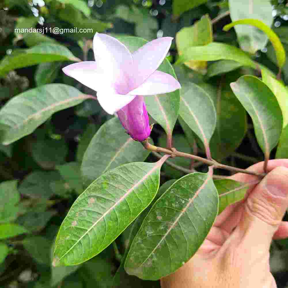 Cryptostegia grandiflora