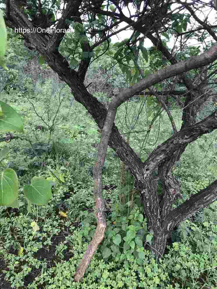Dregea volubilis