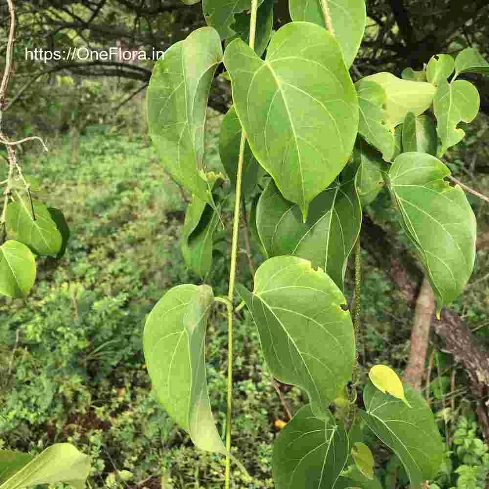 Dregea volubilis