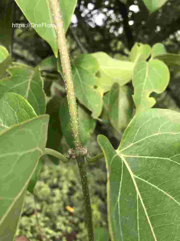 Dregea volubilis