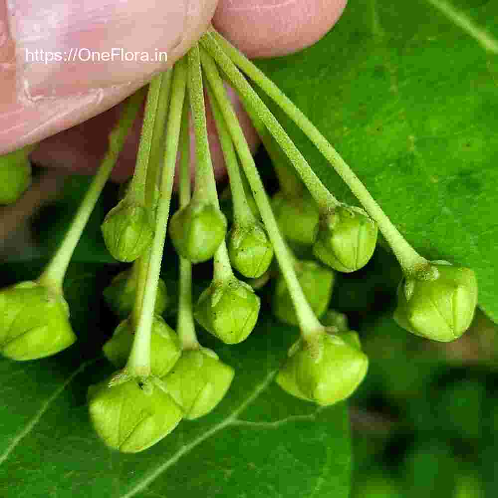 Dregea volubilis