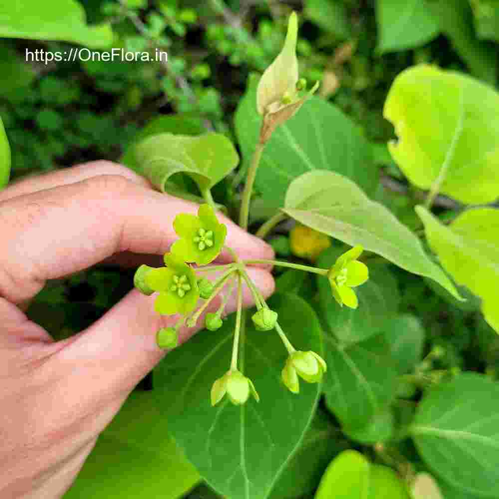 Dregea volubilis