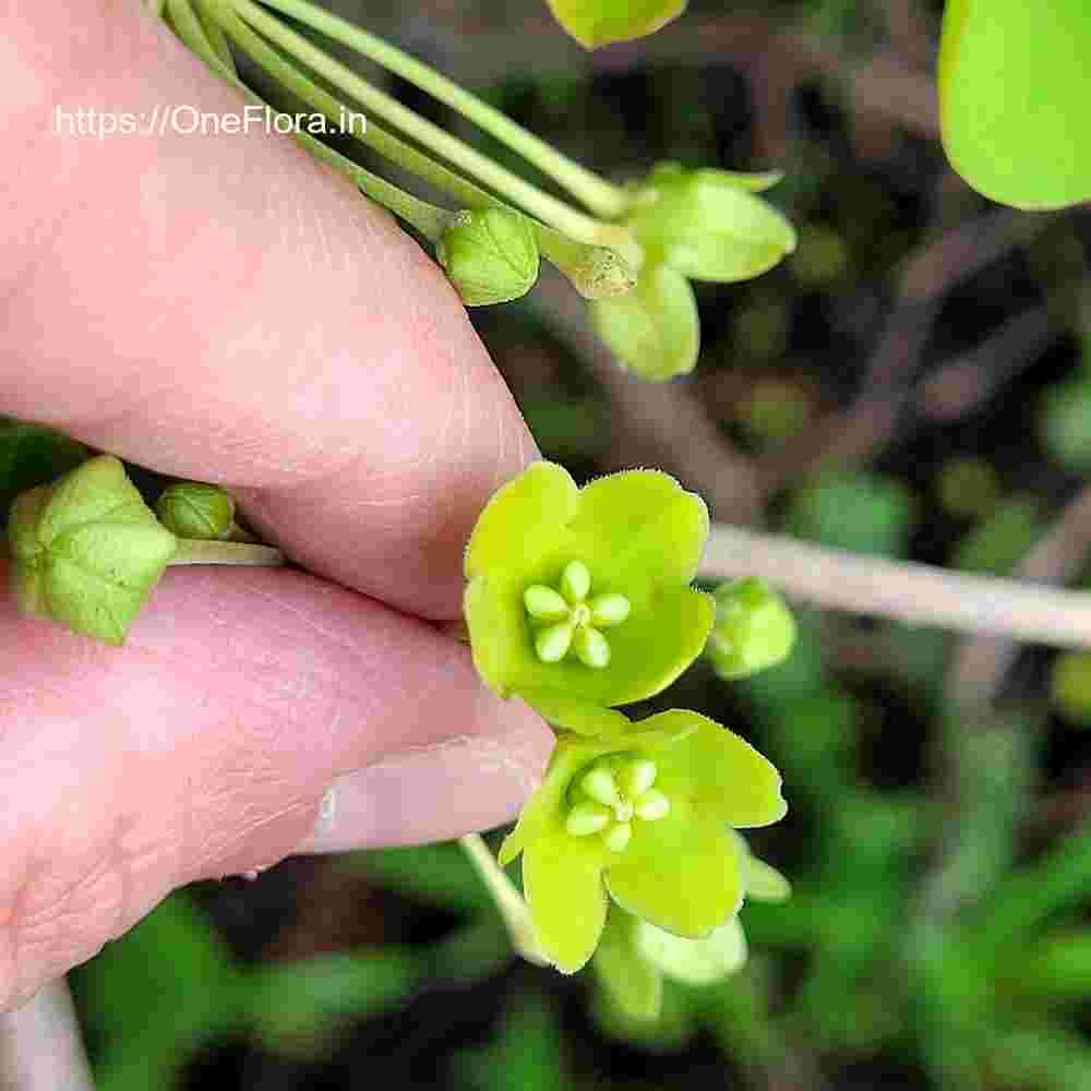 Dregea volubilis