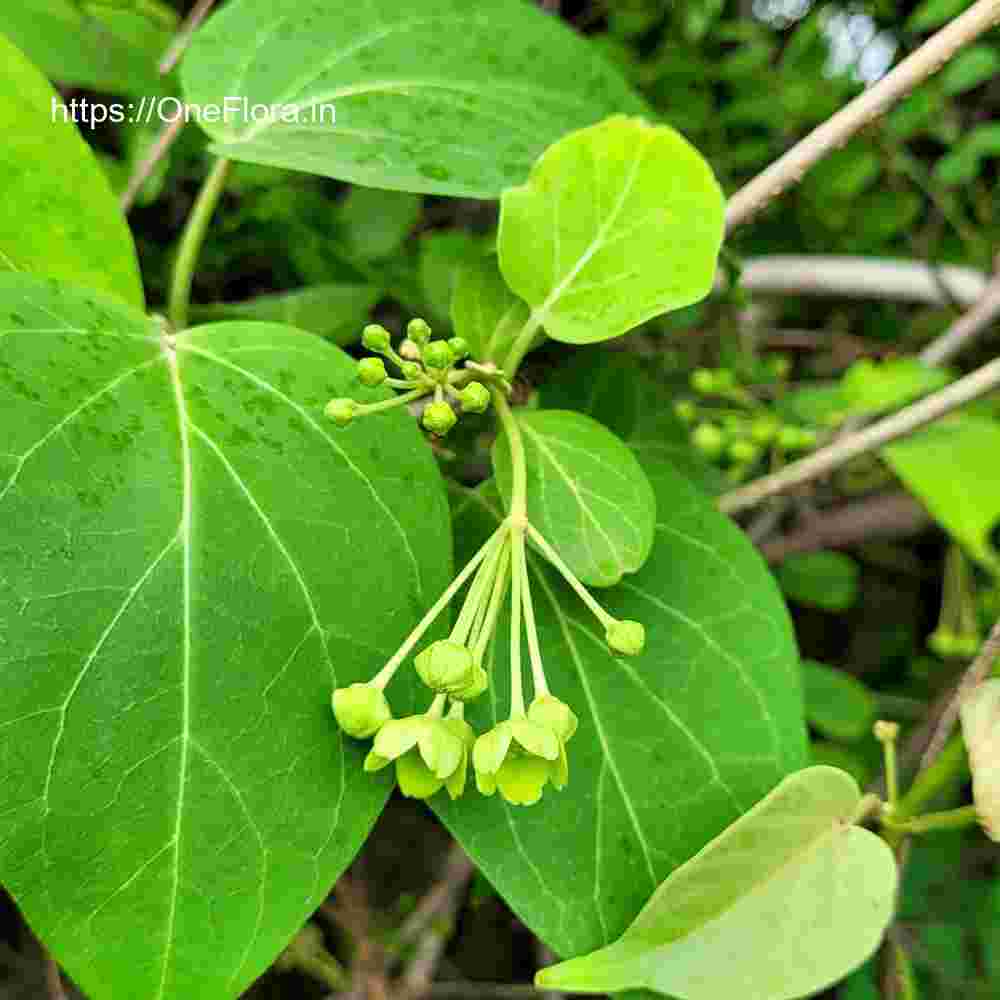 Dregea volubilis