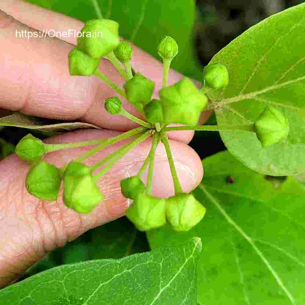 Dregea volubilis