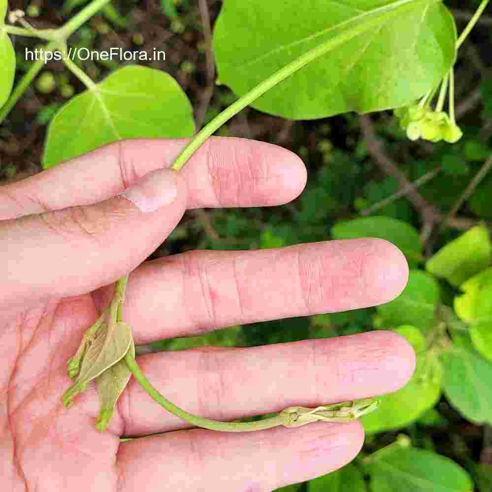 Dregea volubilis