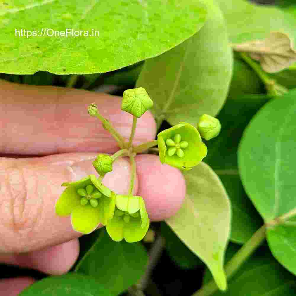 Dregea volubilis