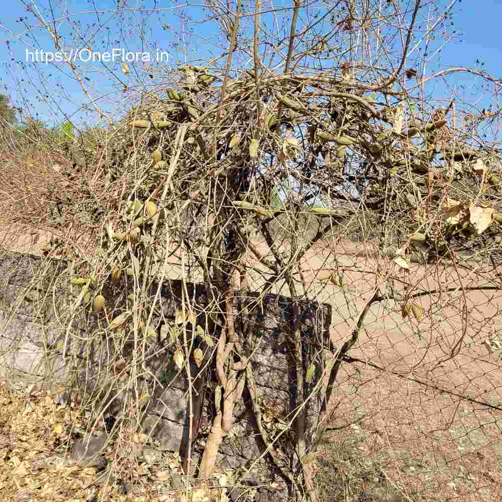 Dregea volubilis