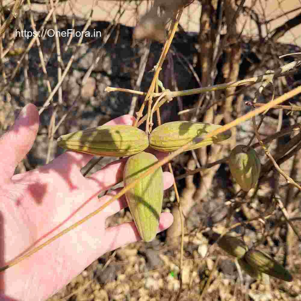 Dregea volubilis