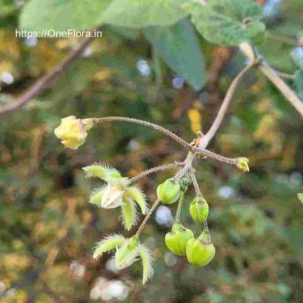 Pergularia daemia