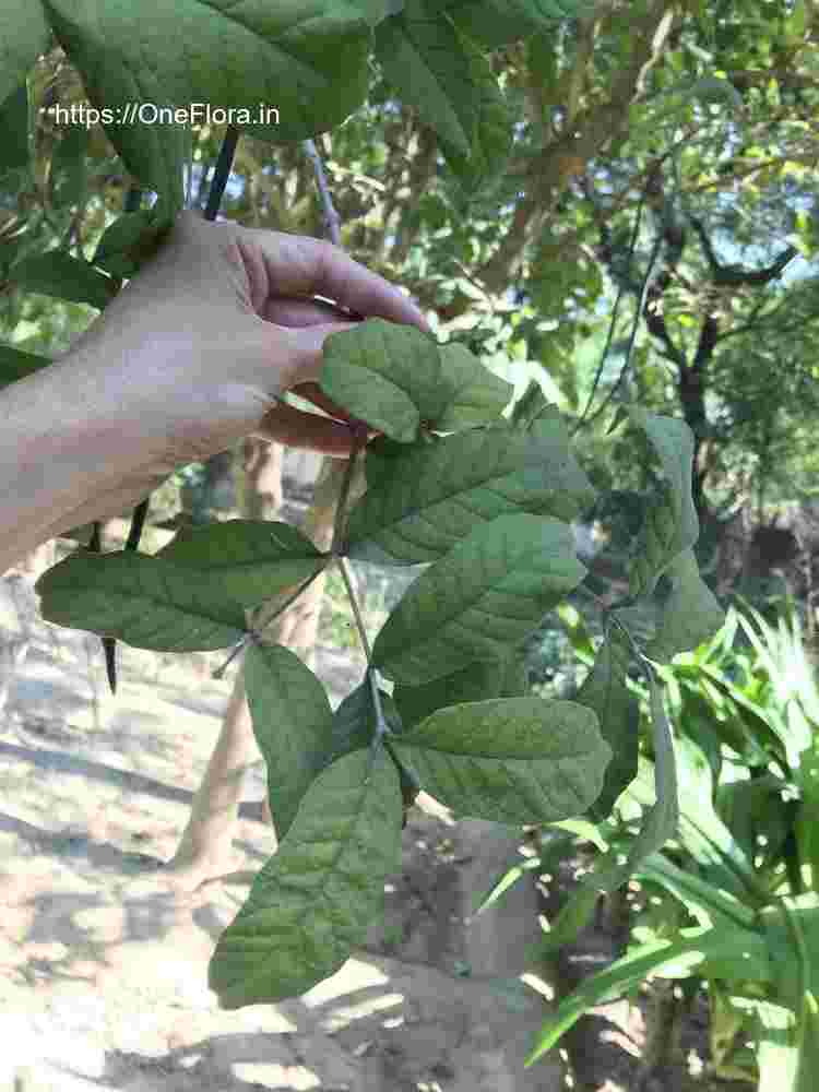 Wrightia tinctoria