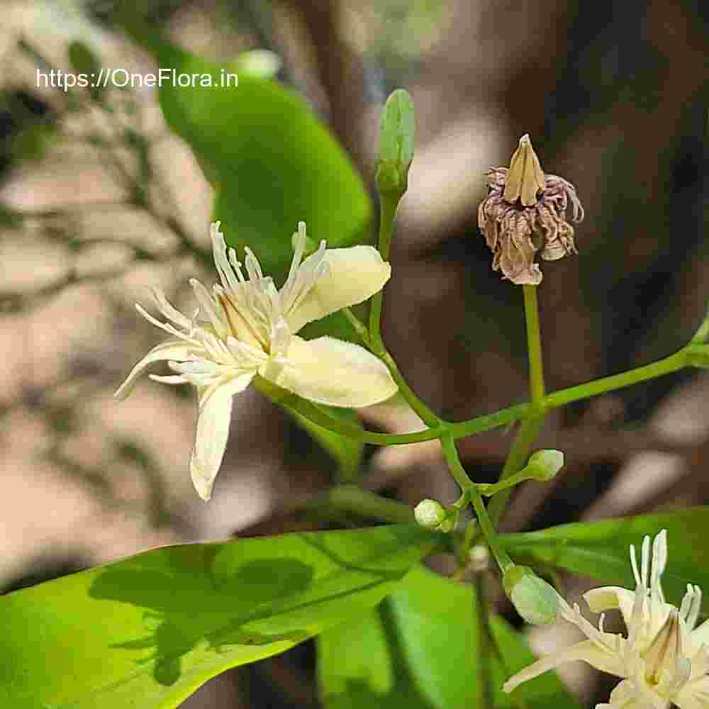 Wrightia tinctoria