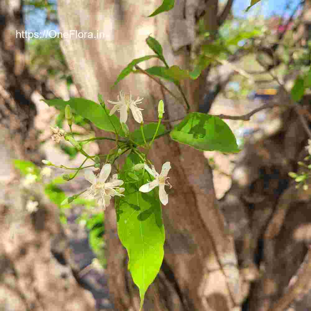 Wrightia tinctoria