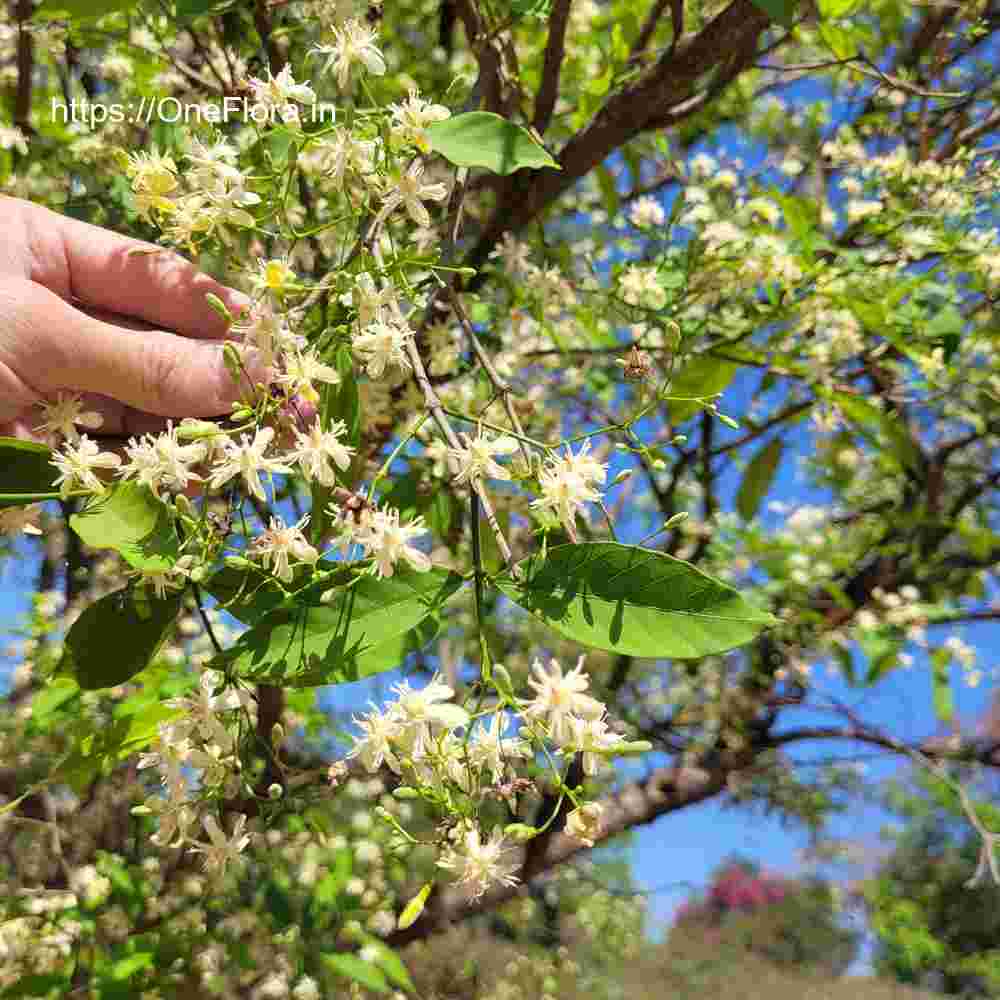 Wrightia tinctoria