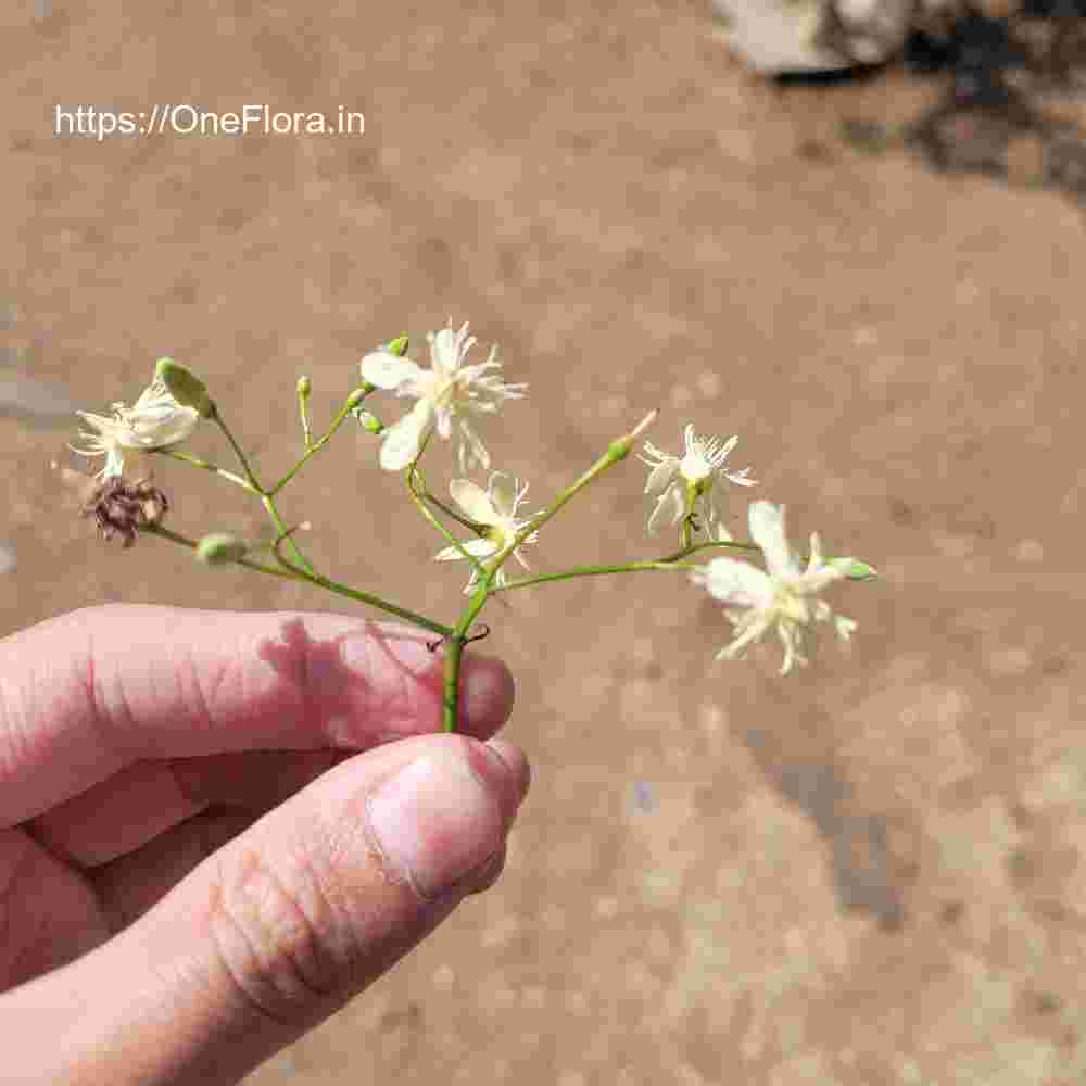 Wrightia tinctoria