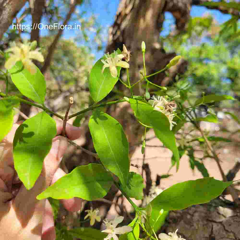 Wrightia tinctoria