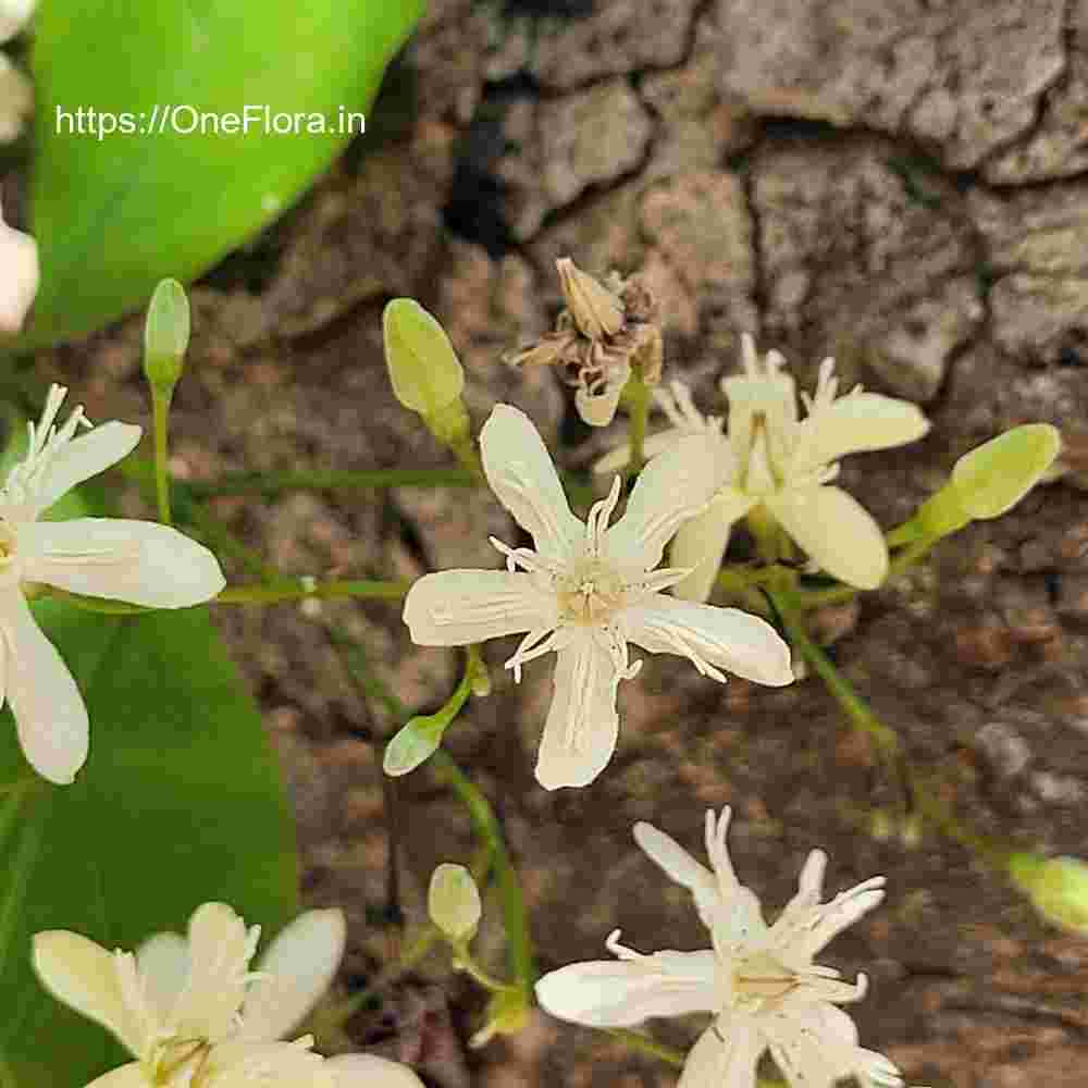 Wrightia tinctoria