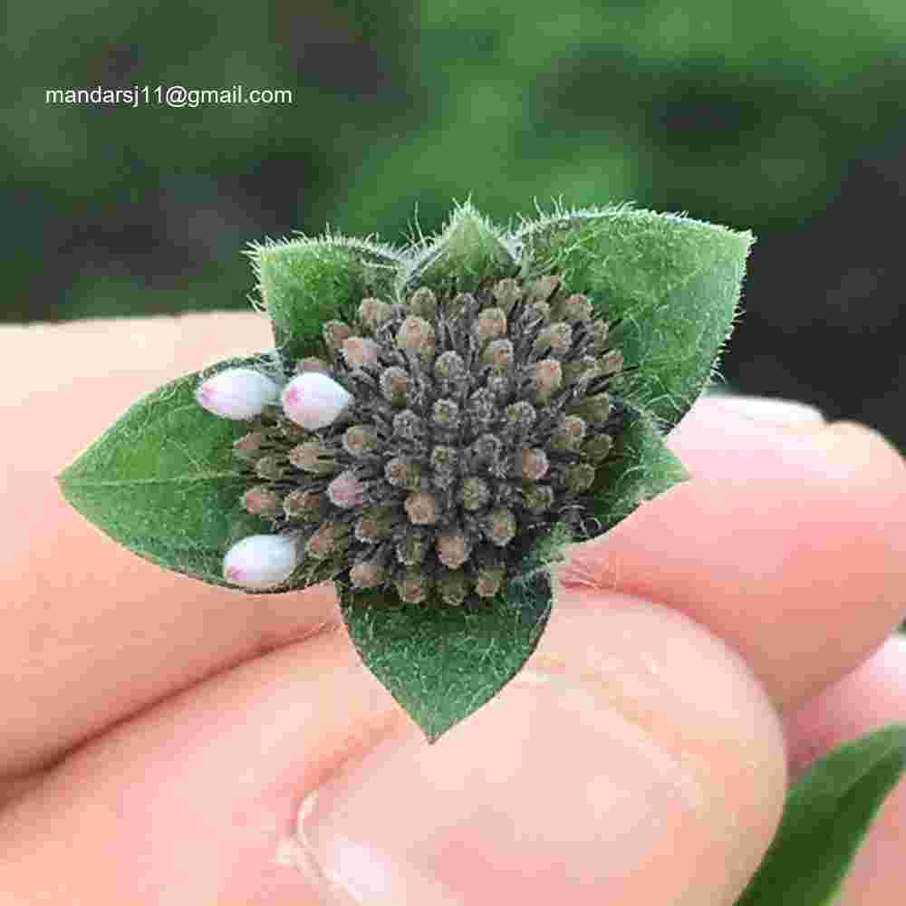 Lagascea mollis