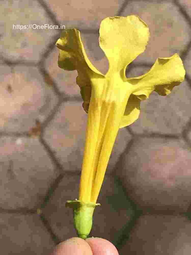 Dolichandra unguis-cati