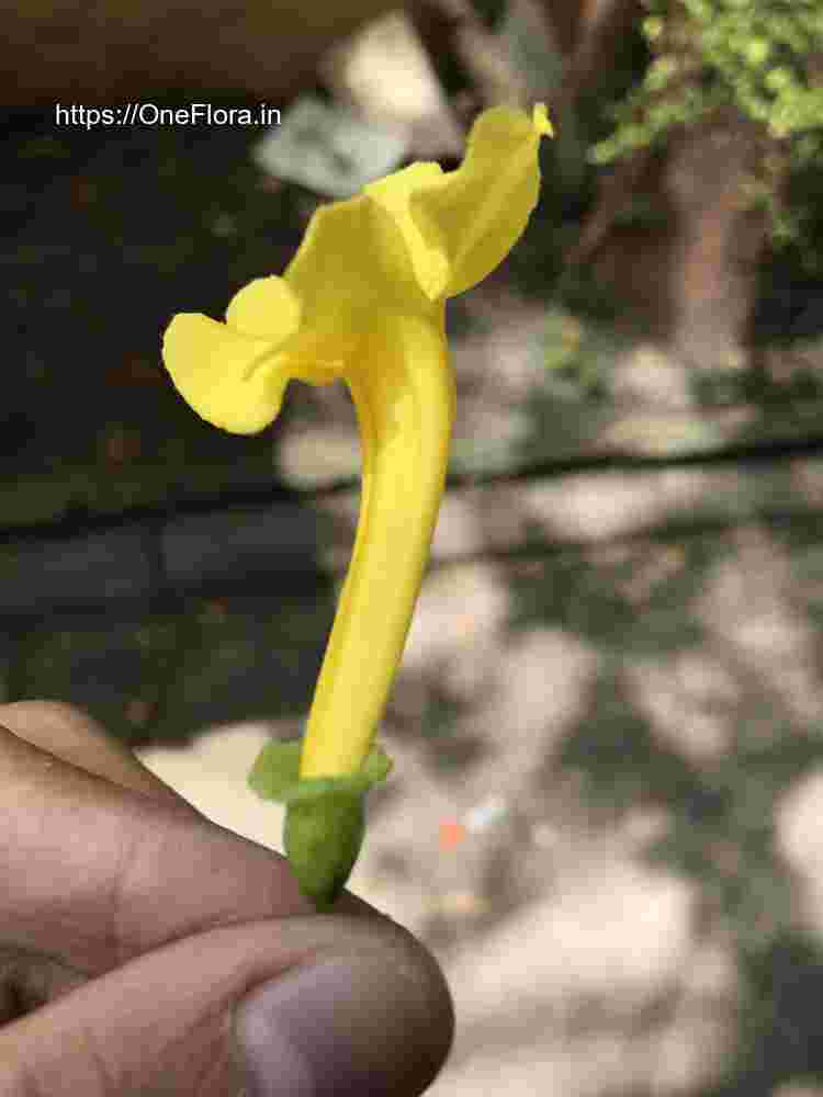 Dolichandra unguis-cati
