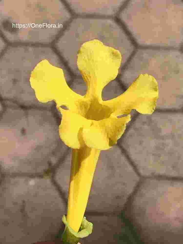 Dolichandra unguis-cati