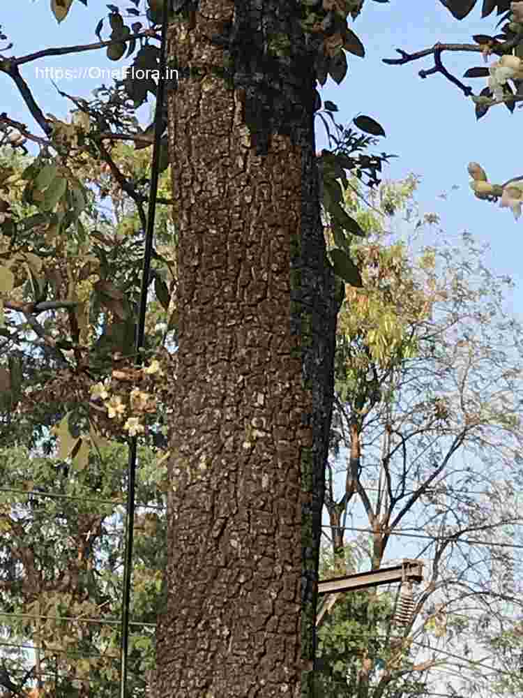 Heterophragma quadriloculare