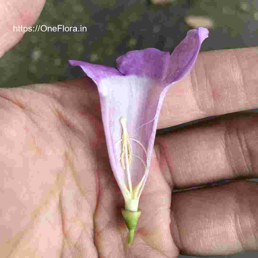 Mansoa alliacea