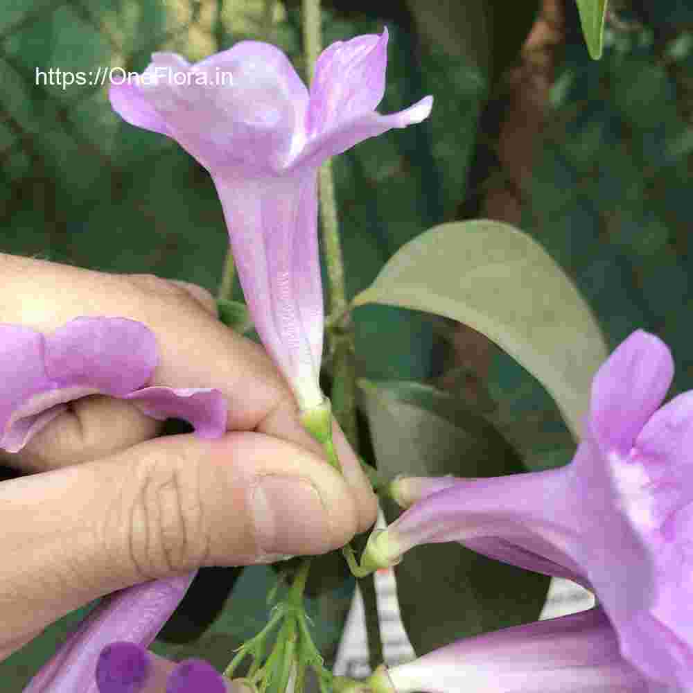 Mansoa alliacea