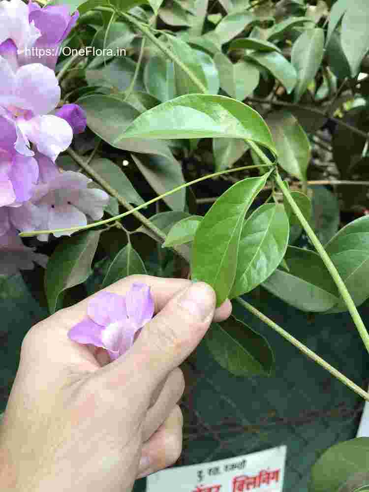 Mansoa alliacea