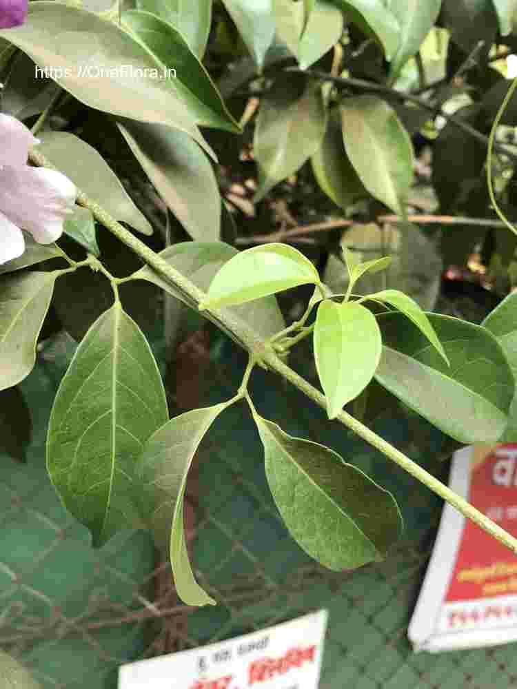 Mansoa alliacea