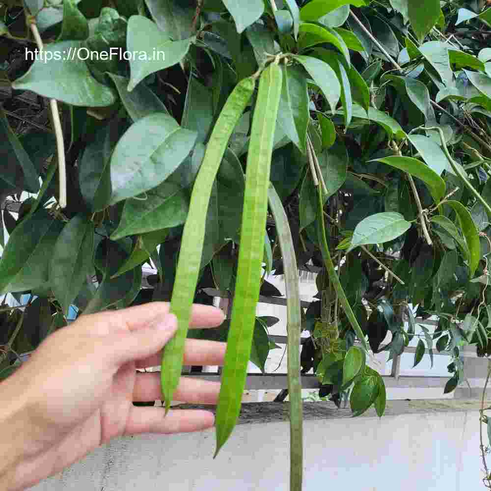 Mansoa alliacea