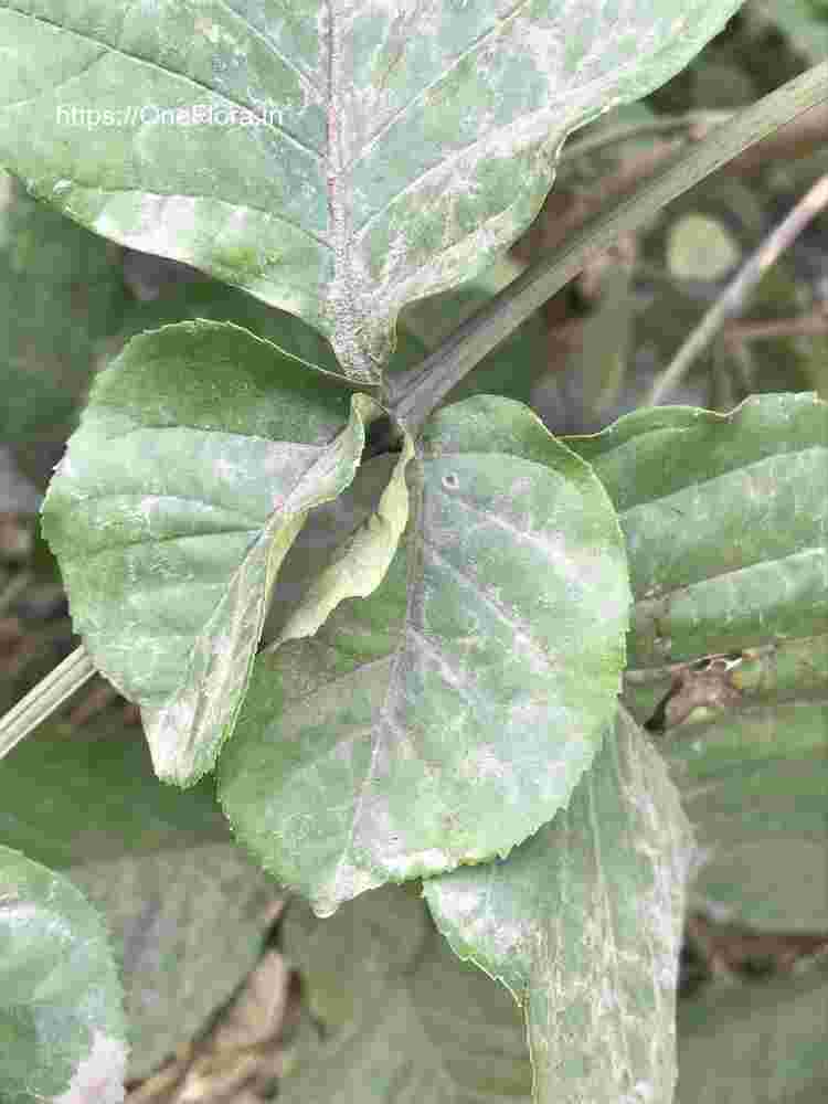 Markhamia lutea