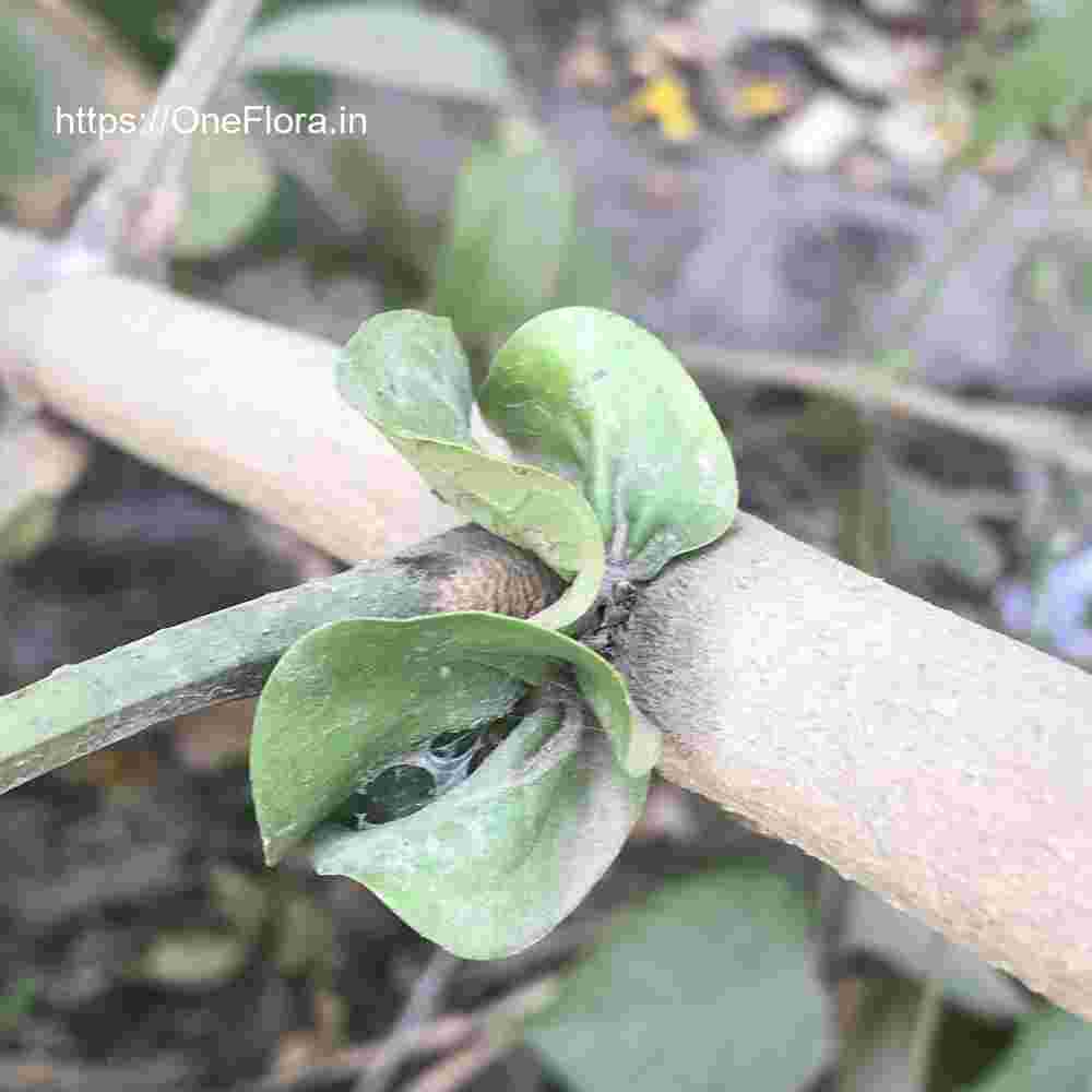 Markhamia lutea