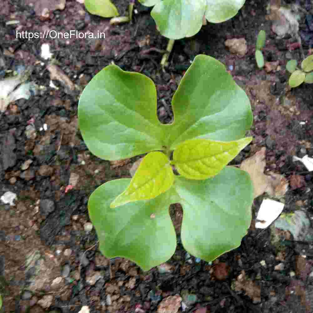 Oroxylum indicum