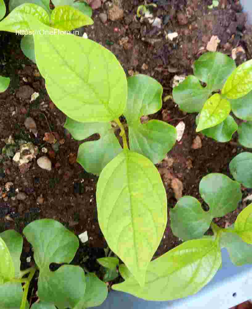 Oroxylum indicum