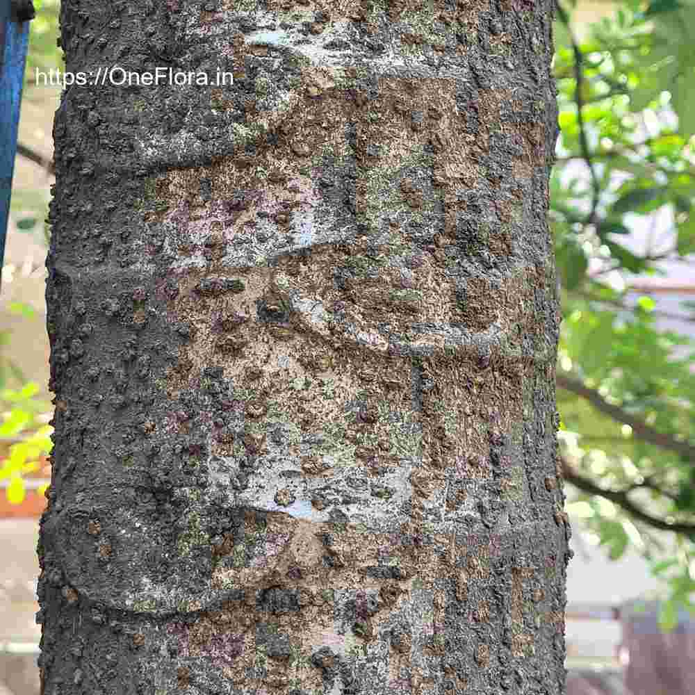 Oroxylum indicum