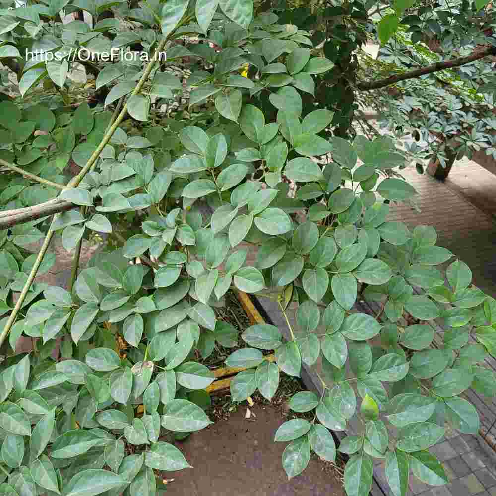 Oroxylum indicum