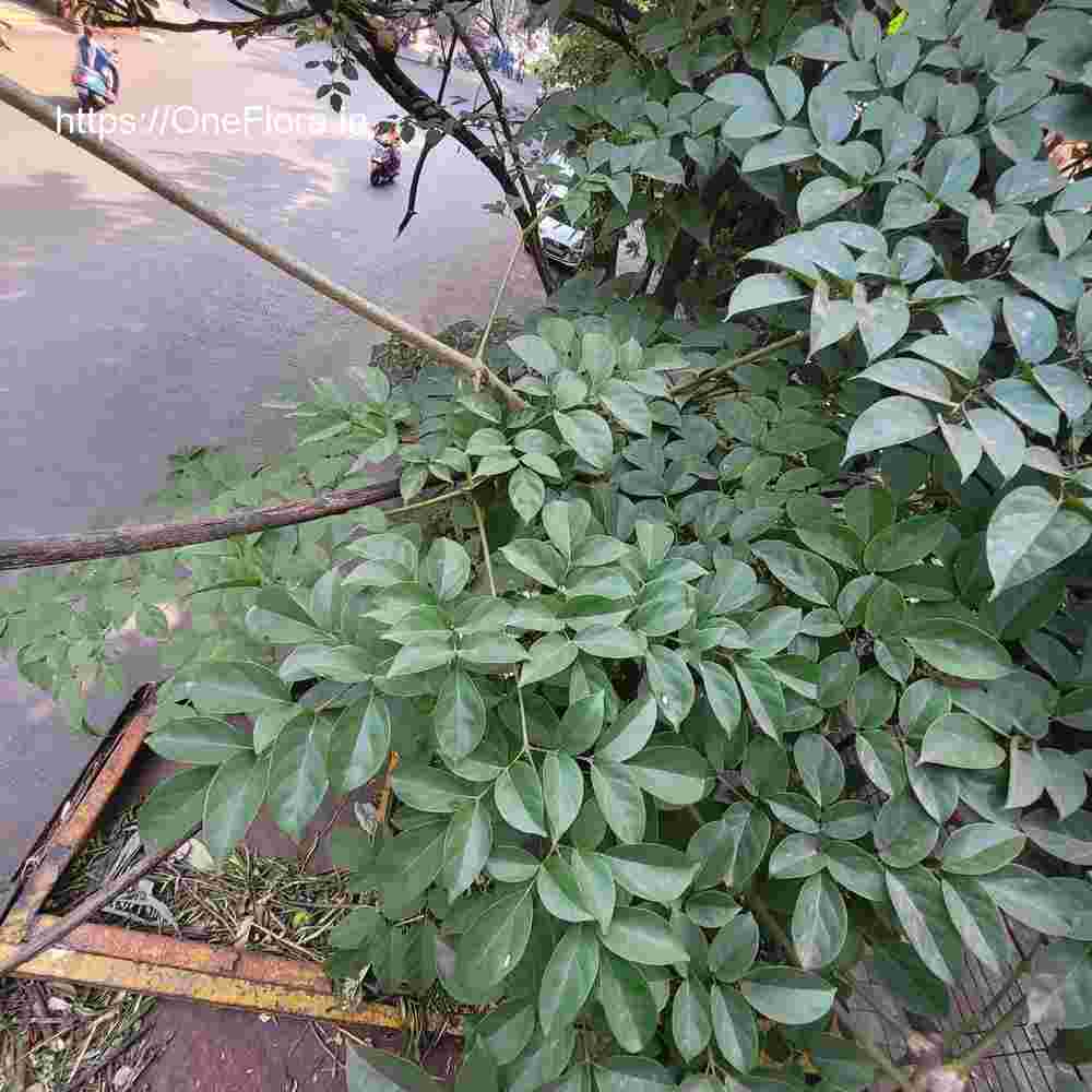 Oroxylum indicum