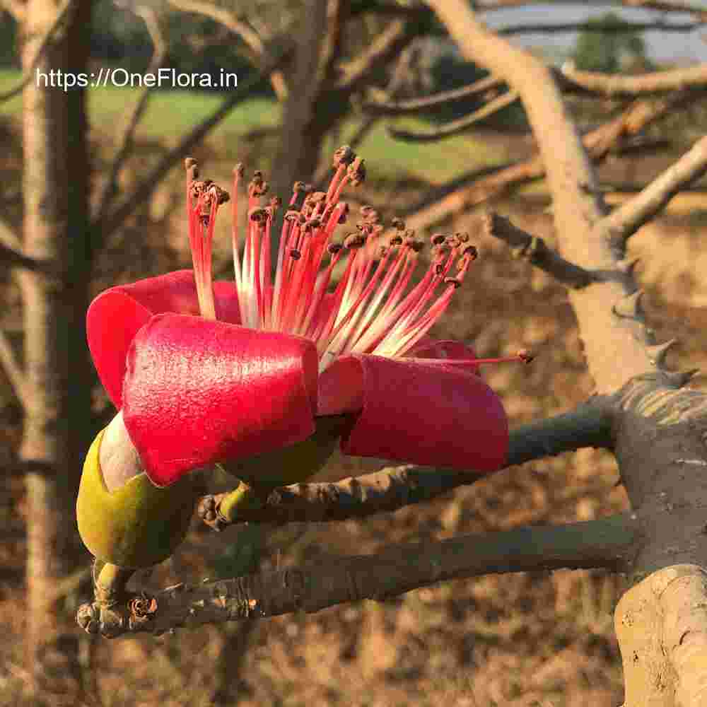 Bombax ceiba