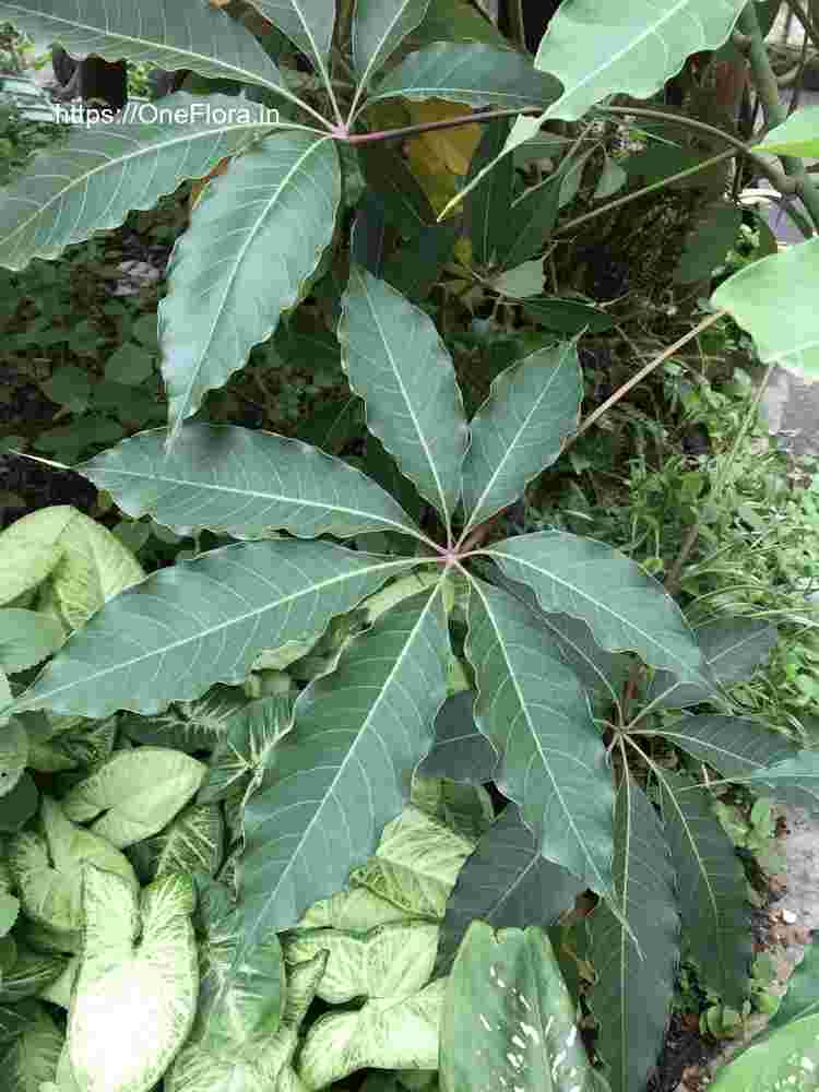 Bombax ceiba