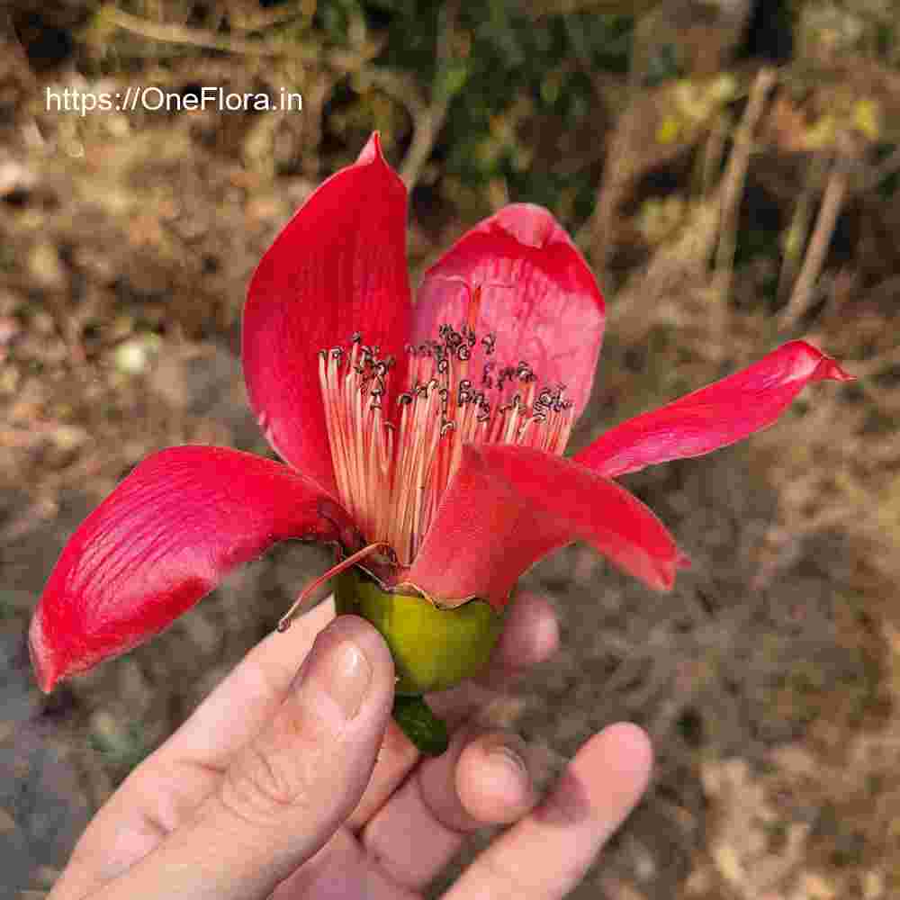 Bombax ceiba