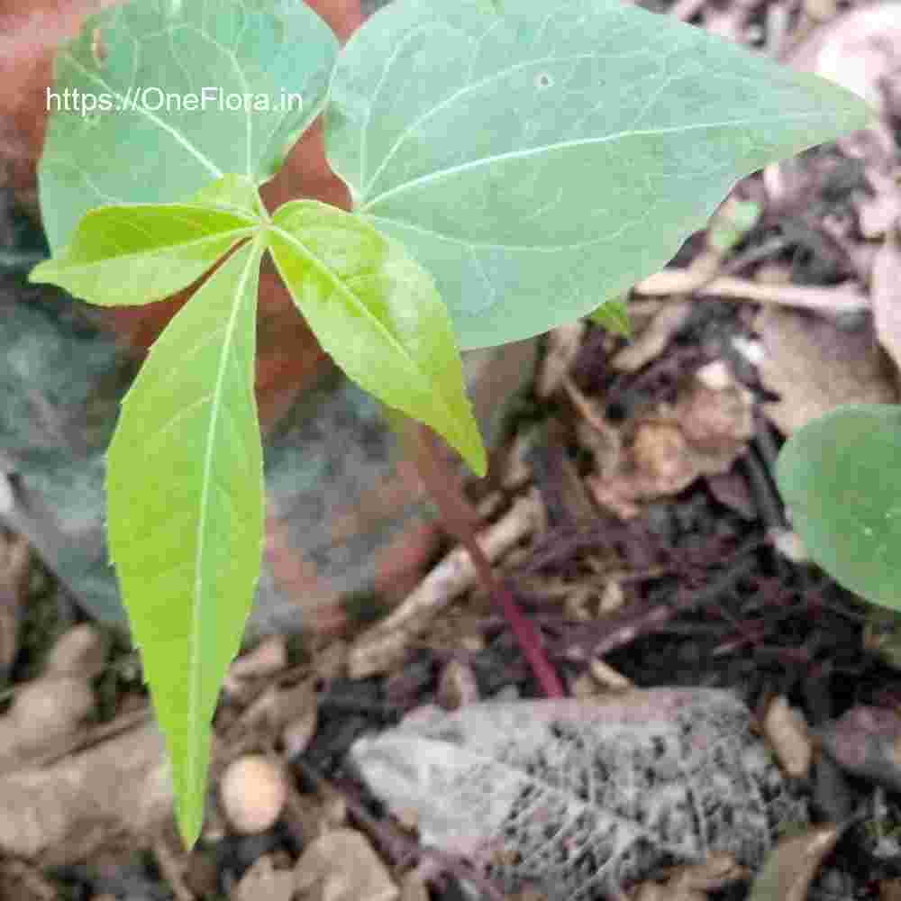 Ceiba pentandra