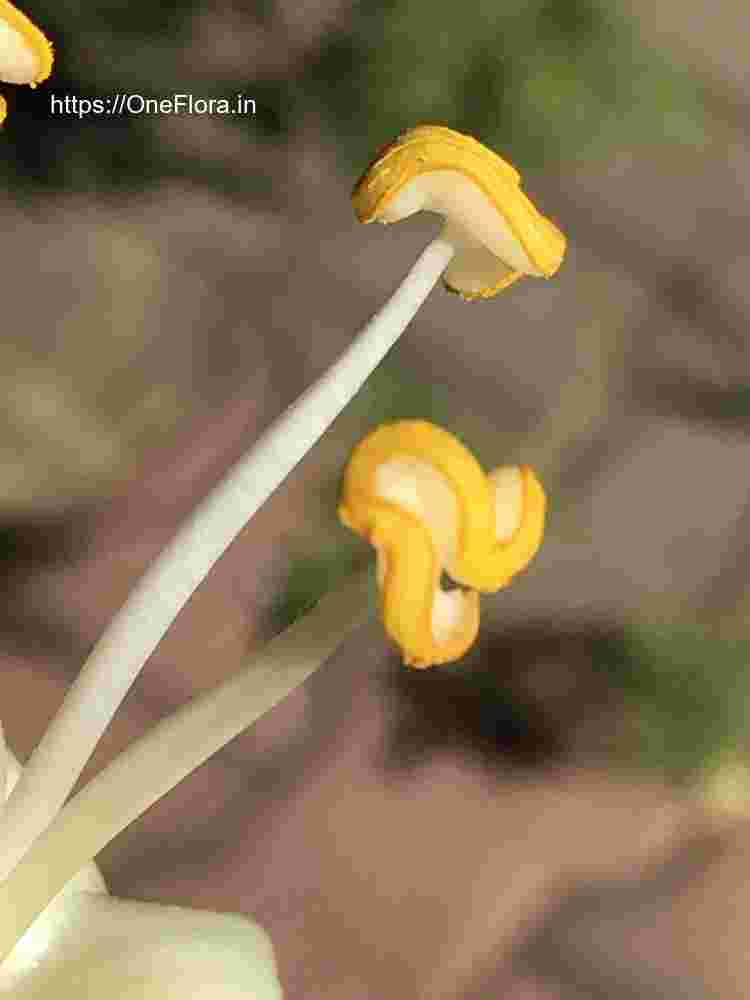 Ceiba pentandra