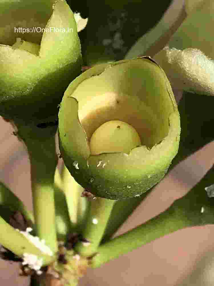 Ceiba pentandra