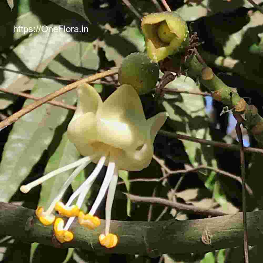 Ceiba pentandra