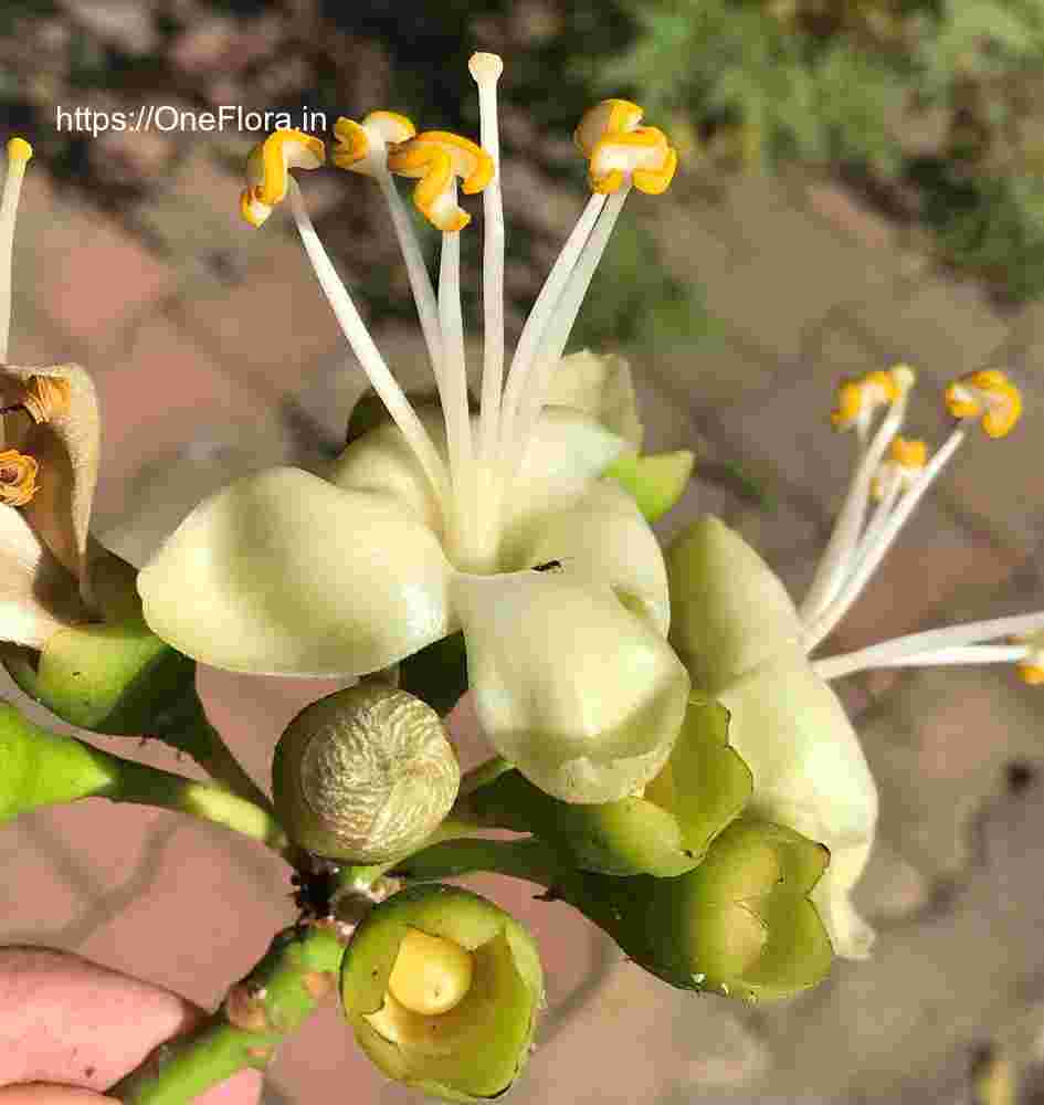 Ceiba pentandra