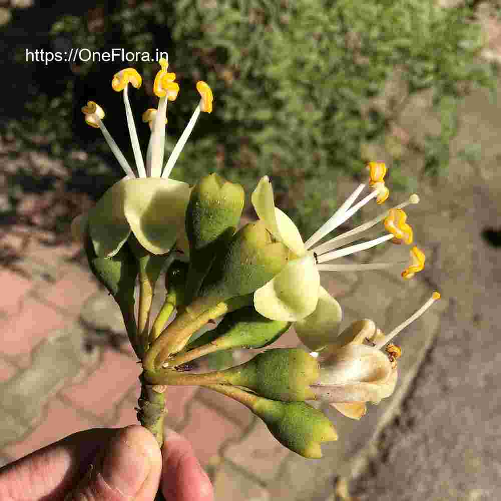 Ceiba pentandra