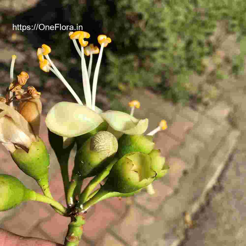 Ceiba pentandra