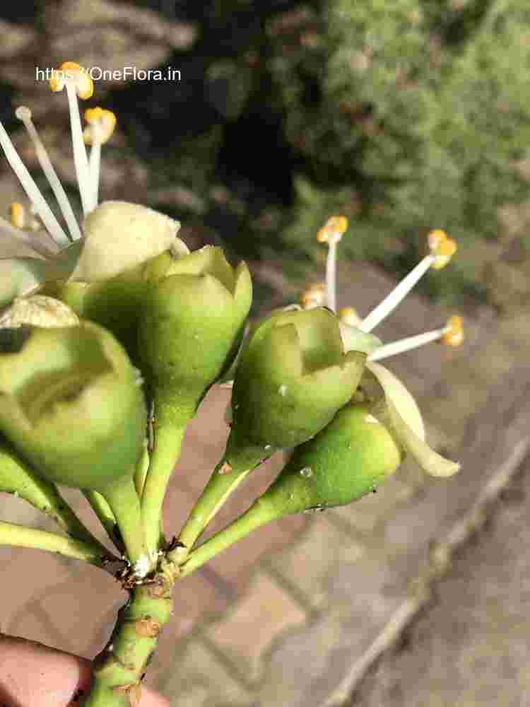 Ceiba pentandra