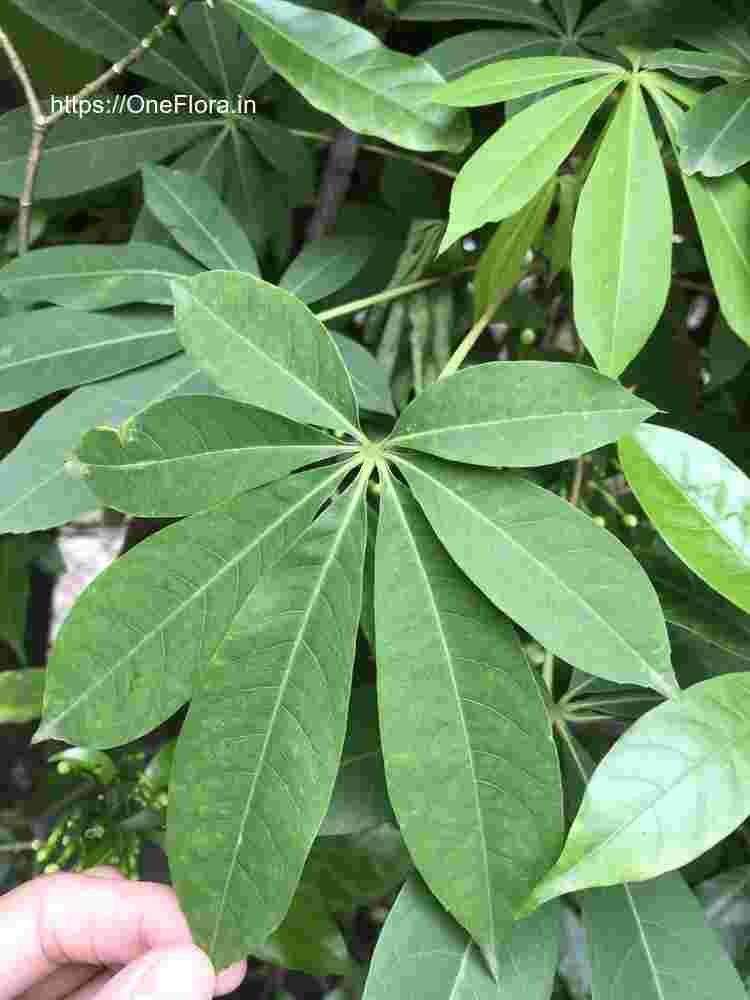 Ceiba pentandra